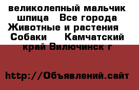 великолепный мальчик шпица - Все города Животные и растения » Собаки   . Камчатский край,Вилючинск г.